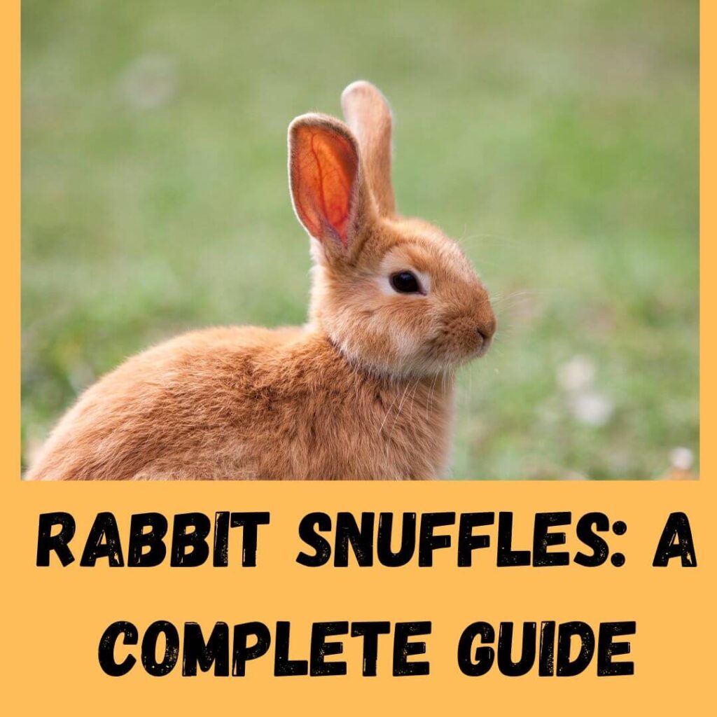 rabbit snuffles a complete guide