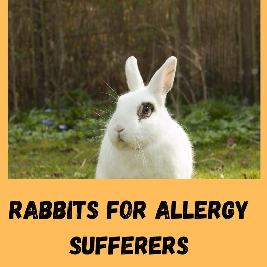 rabbits for allergy sufferers