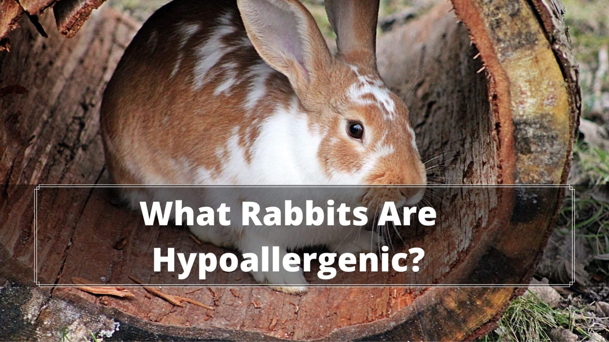 5 Best Rabbit For Allergies What Rabbits Are Hypoallergenic?