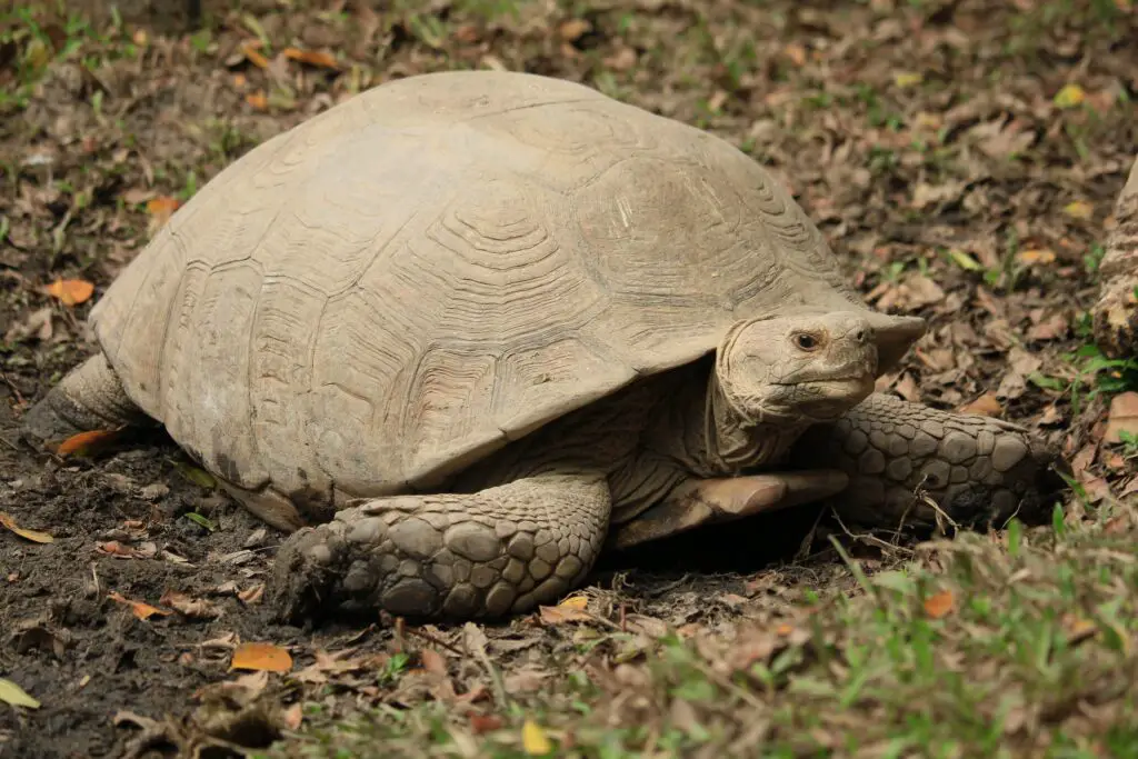 What Do African Sulcata Tortoises Eat? A Complete Guide 101