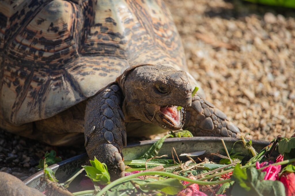 What Do African Sulcata Tortoises Eat? A Complete Guide 101