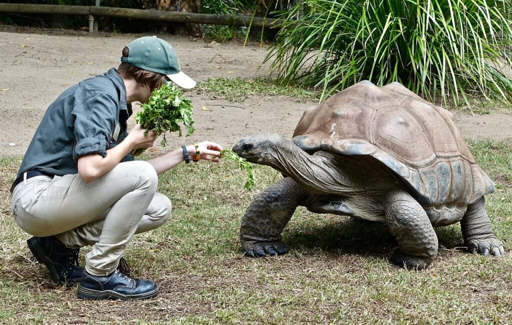 What Do African Sulcata Tortoises Eat? A Complete Guide 101