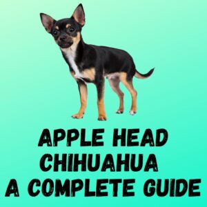Apple Head Chihuahua: A Complete Guide