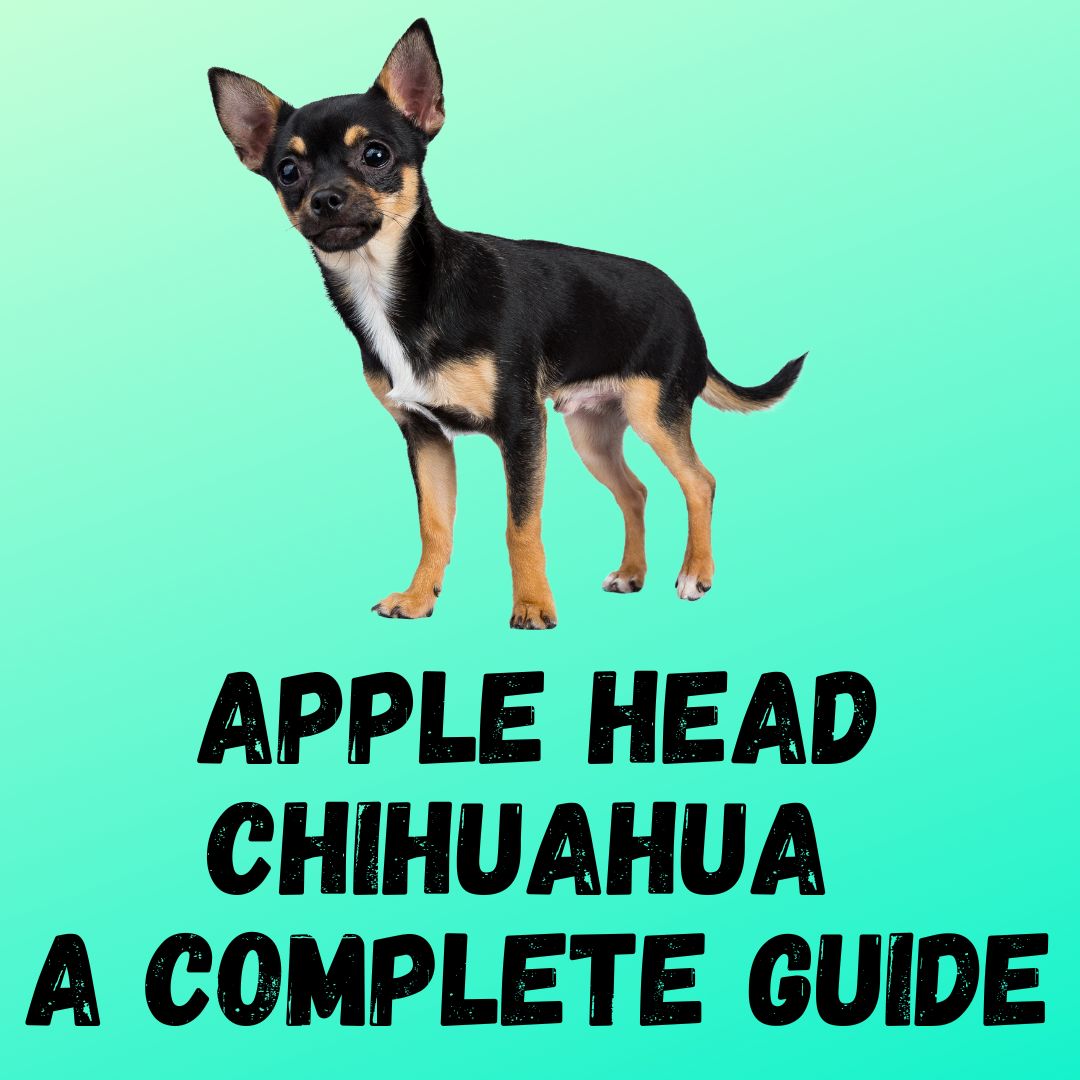 Apple Head Chihuahua: A Complete Guide