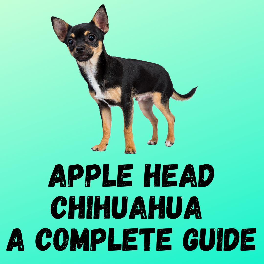 Apple Head Chihuahua