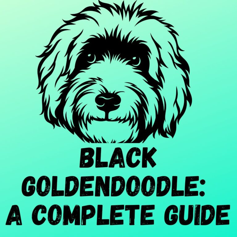 Black Goldendoodle A Complete Guide 101