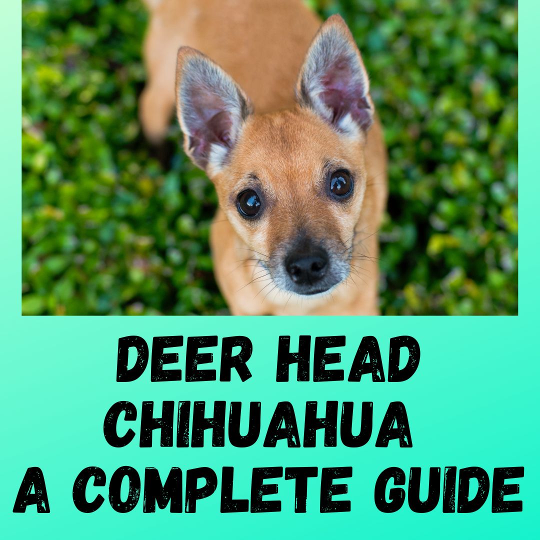 Deer Head Chihuahua