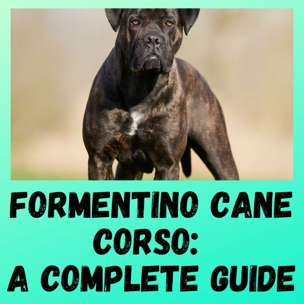 Formentino Cane Corso A Complete Guide
