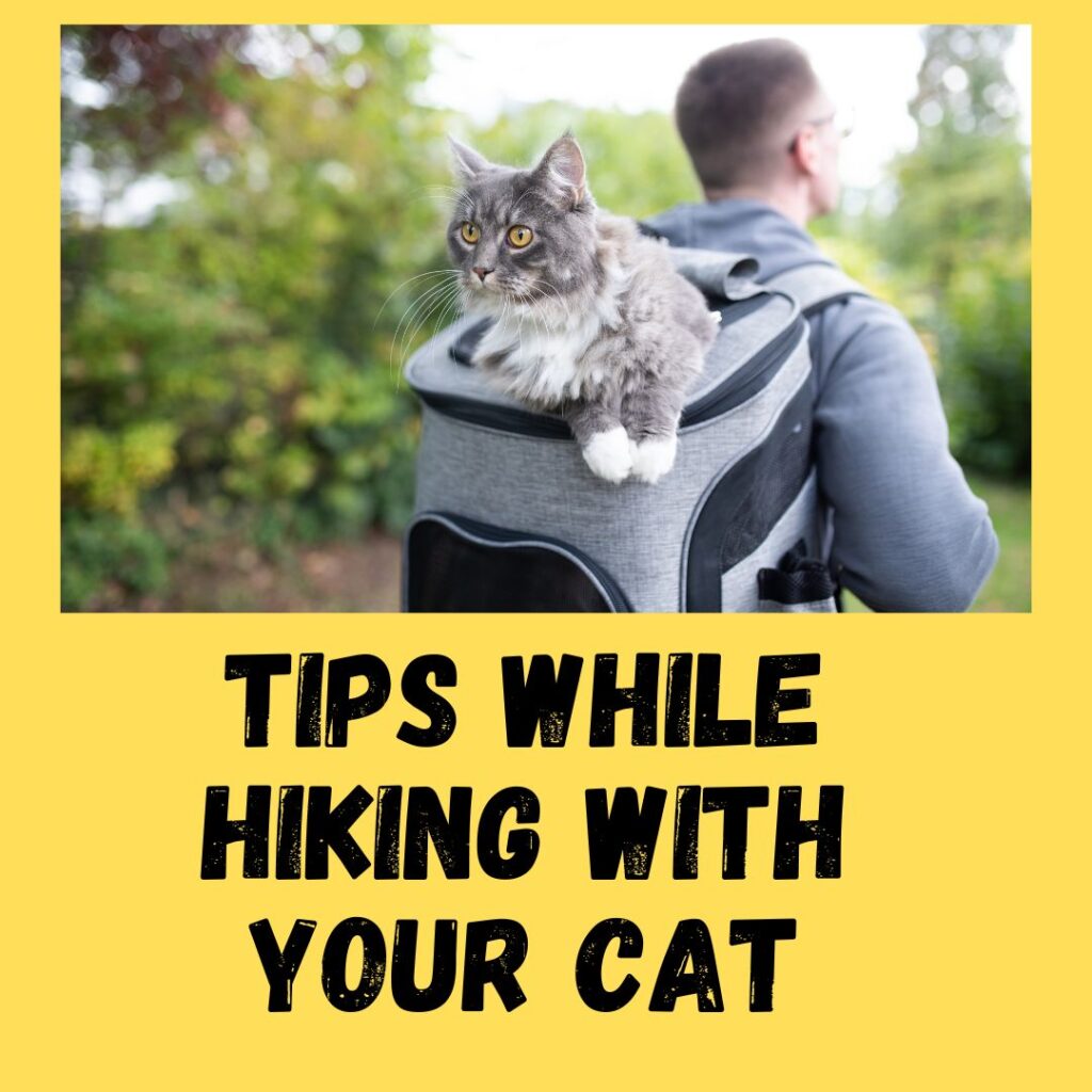 Hiking With Your Cat - How To Make It Hassle-Free?