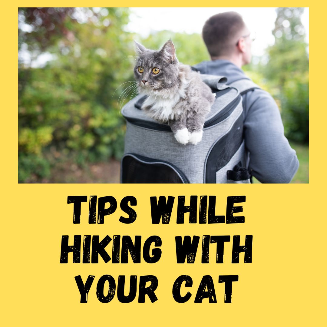 Hiking With Your Cat – How To Make It Hassle-Free?