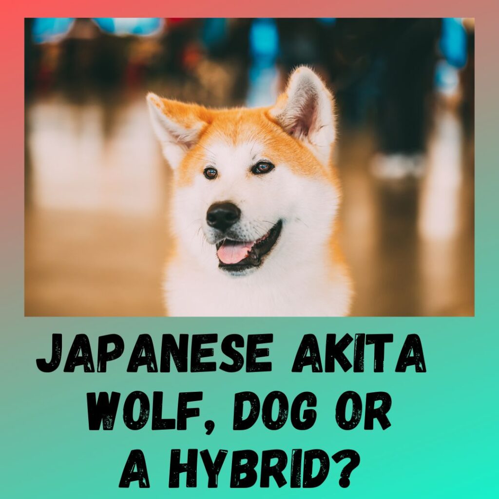 Japanese Akita A Wolf, A Dog Or a Hybrid
