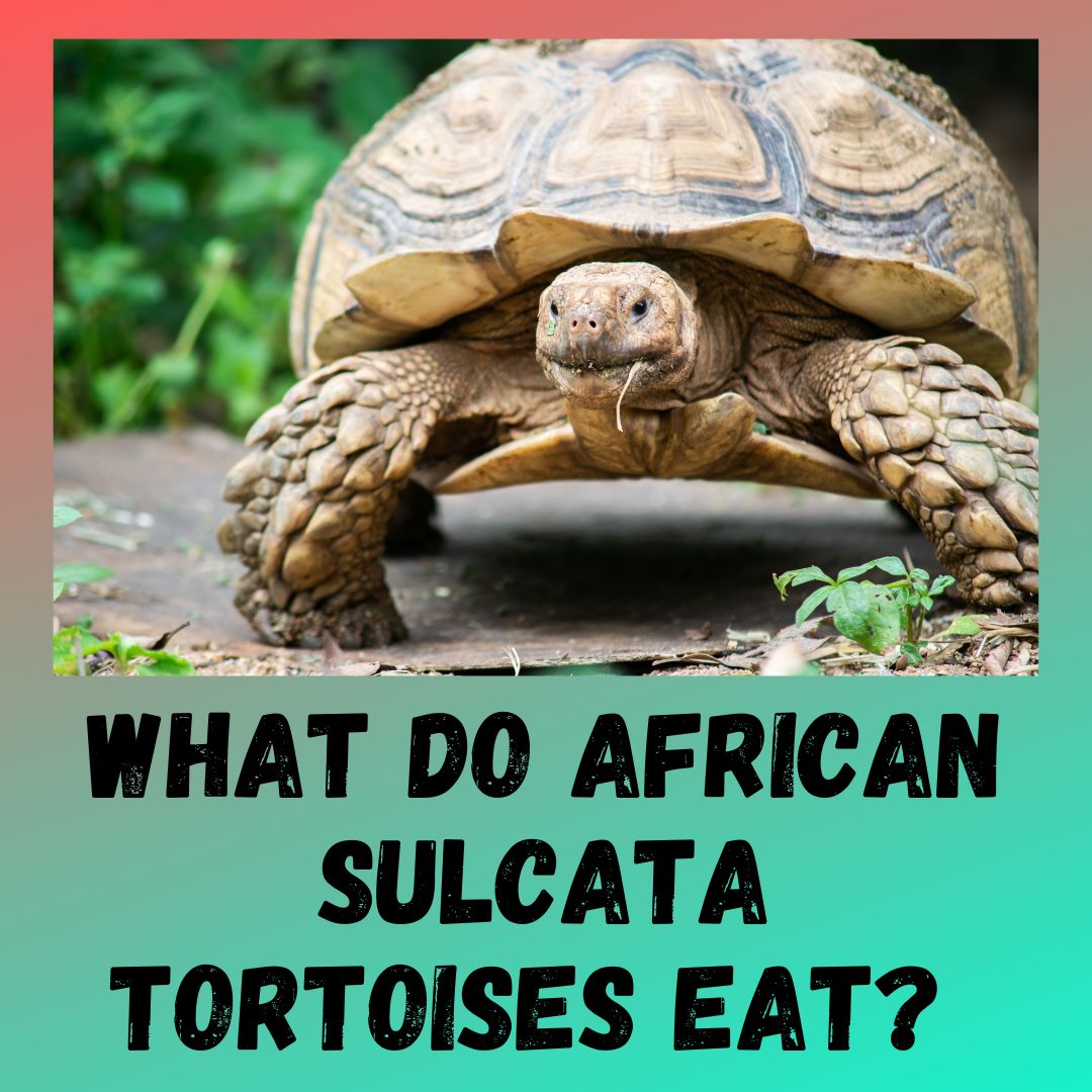 What Do African Sulcata Tortoises Eat? A Complete Guide 101