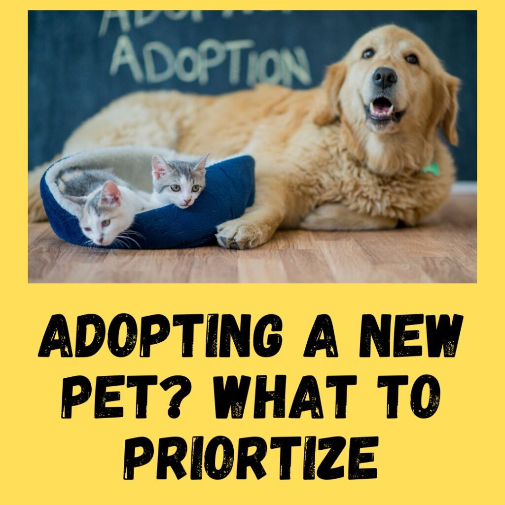 Why You Should Prioritise while adopting a new pet