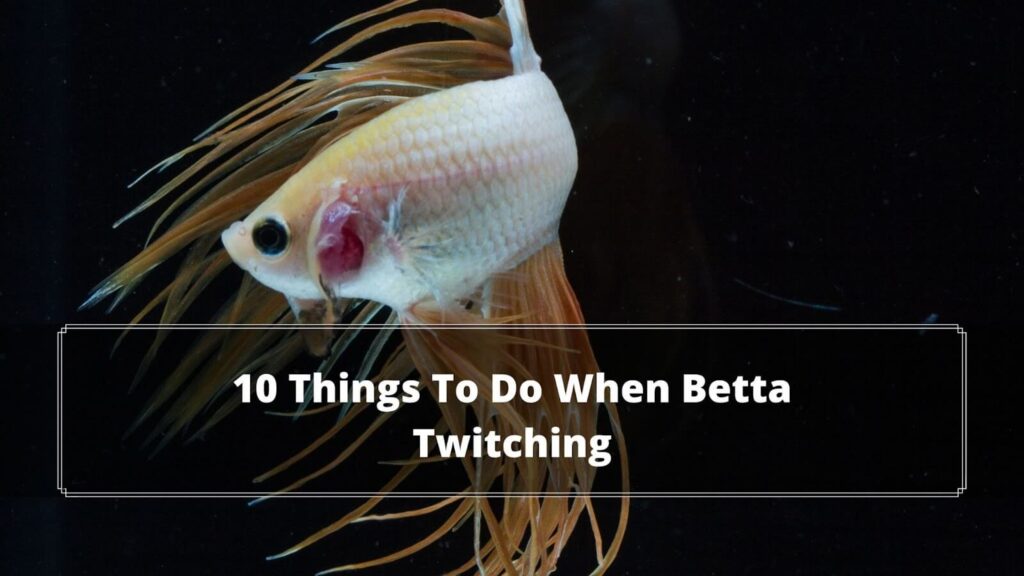 10 Things To Do When Betta Twitching 