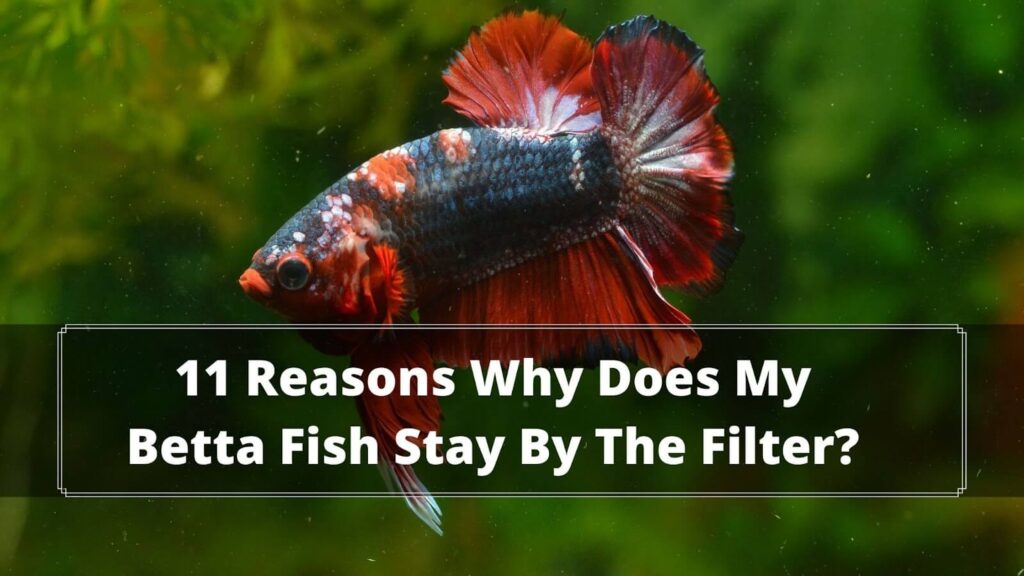 Why Does My Betta Fish Stay By The Filter