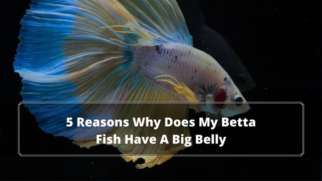 5 Reasons Why Does My Betta Fish Have A Big Belly