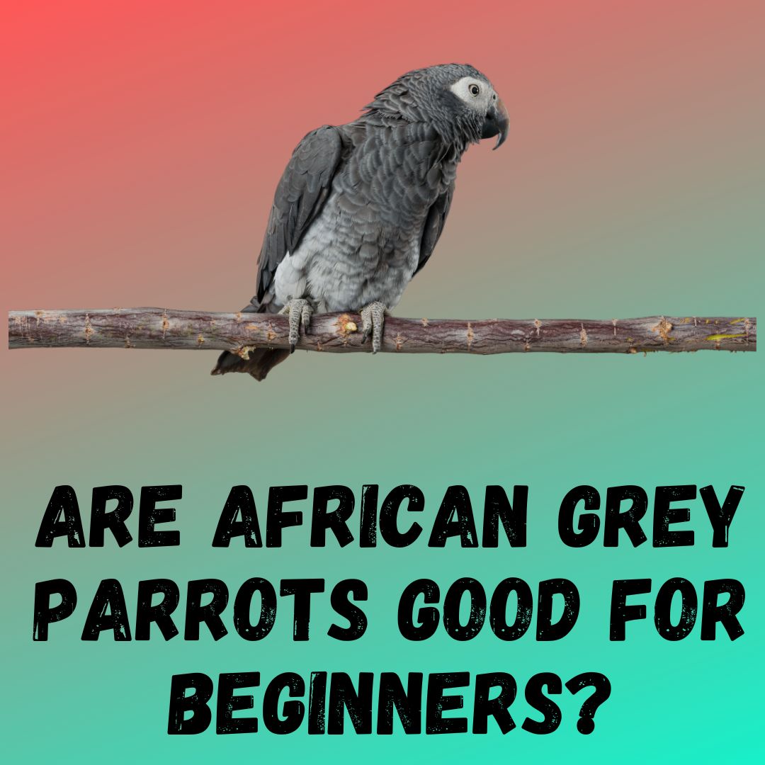Are African Grey Parrots Good for Beginners