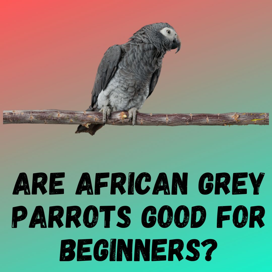 Are African Grey Parrots Good for Beginners?