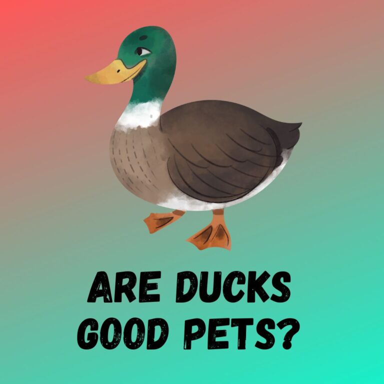 Are Ducks Good Pets? [ Everything You Should Know]