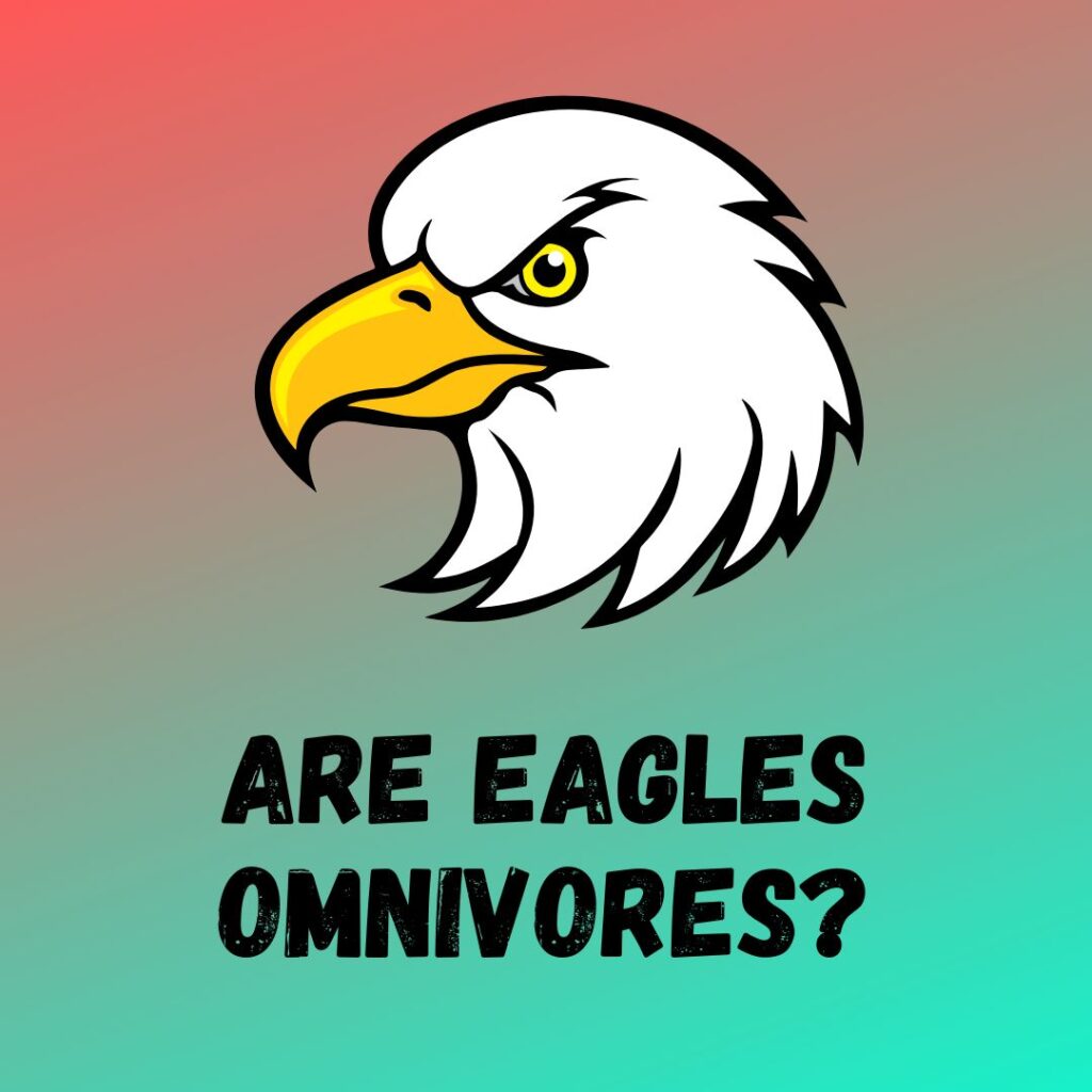 Are Eagles Carnivores, Herbivores or Omnivores