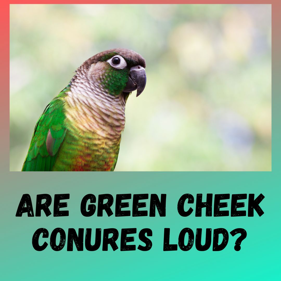 Are Green Cheek Conures Loud