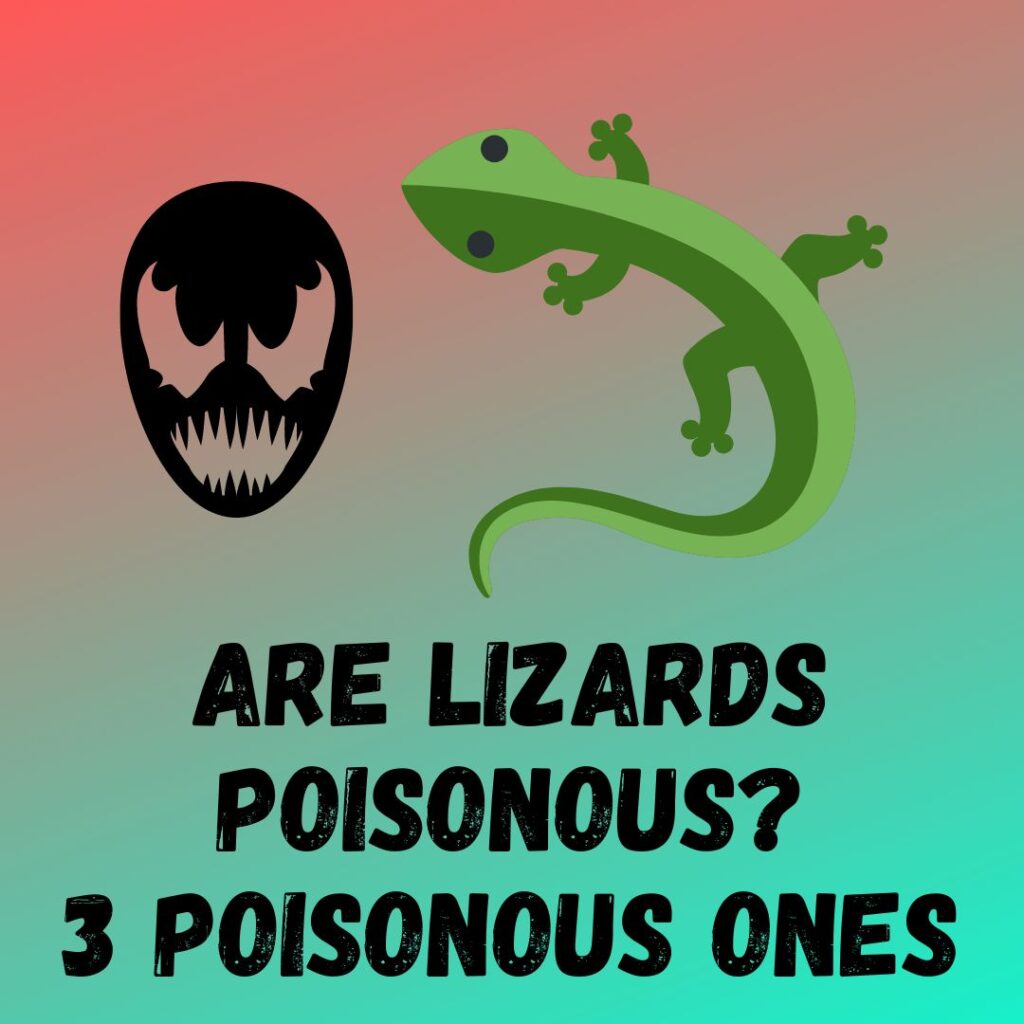 Are Lizards Poisonous[3 Venomous Lizards Discussed]