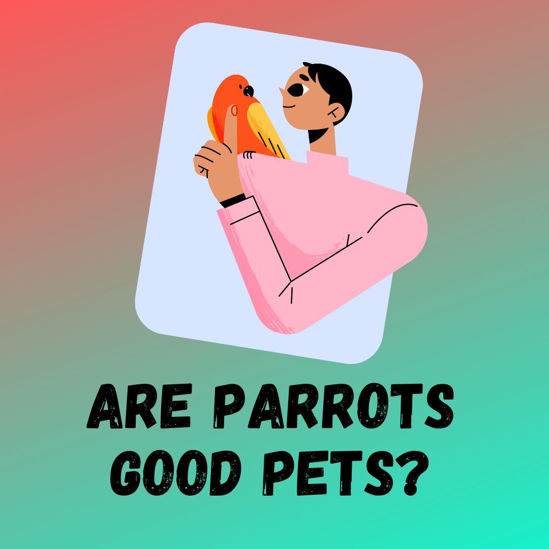 Are Parrots Good Pets