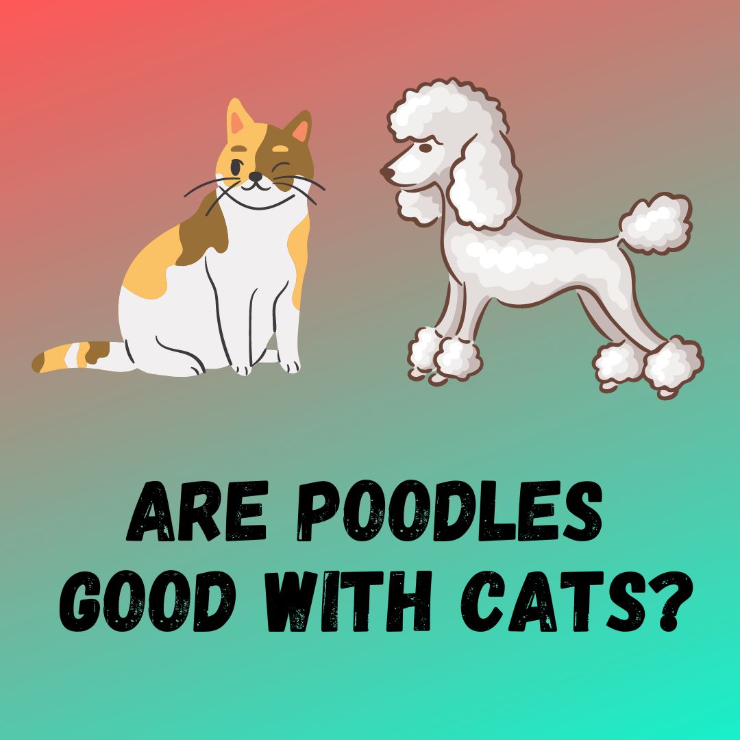 Are Poodles Good With Cats? Do they Get Along easily?