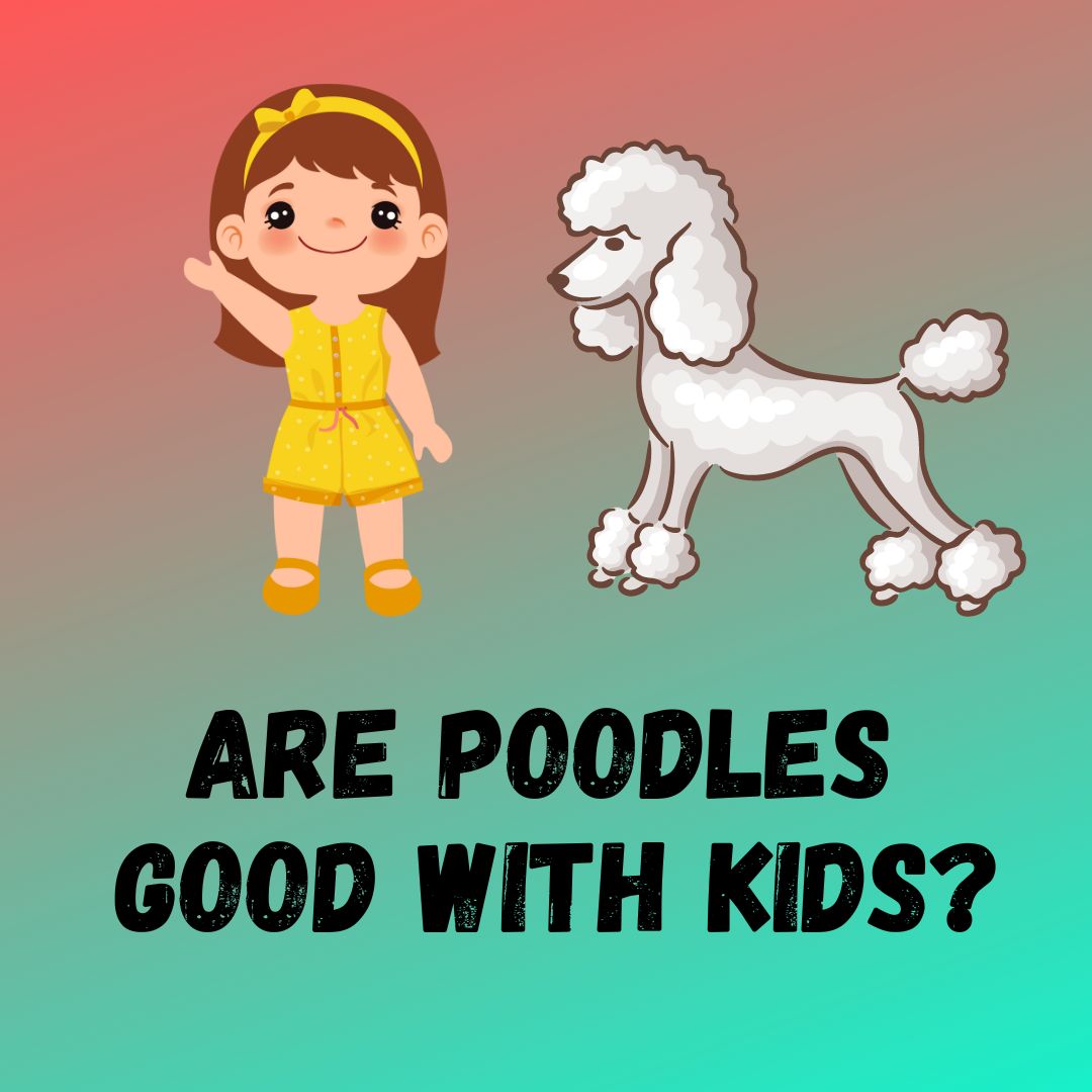 5 Reasons Poodles Are Good With Kids?
