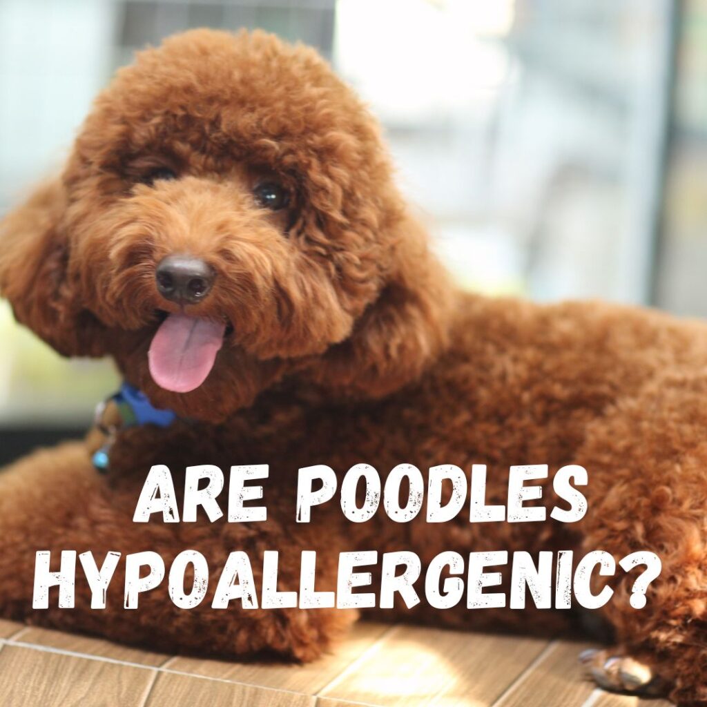 Are Poodles Hypoallergenic Do Poodles have Allergies