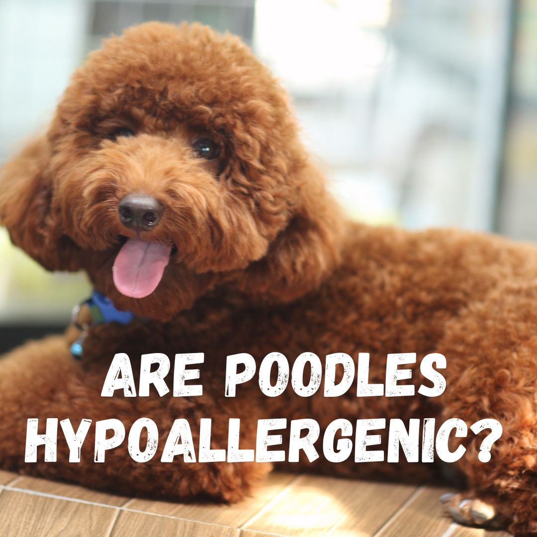 Are Poodles Hypoallergenic? Do Poodles have Allergies?