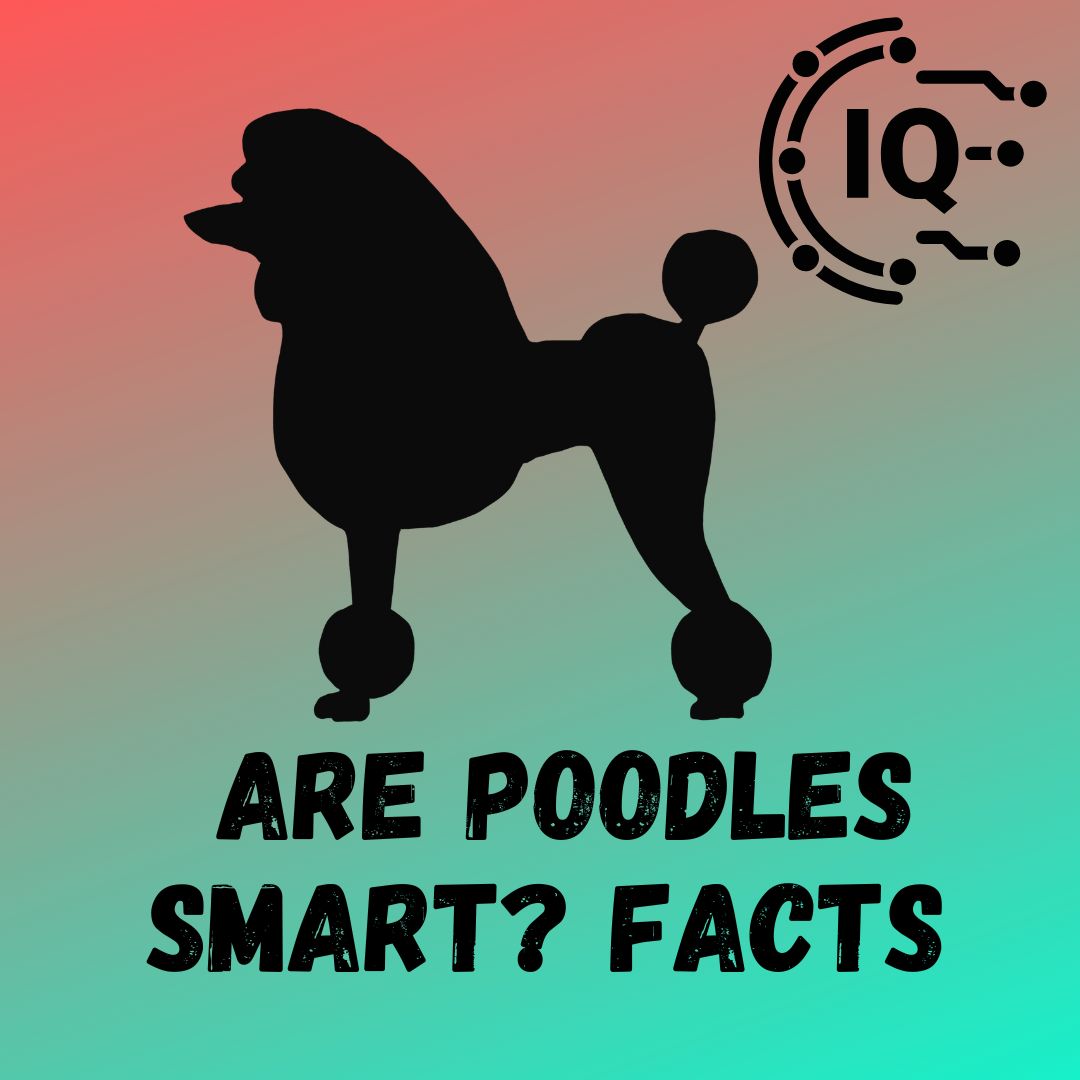 Are Poodles Smart? Facts You Should Know