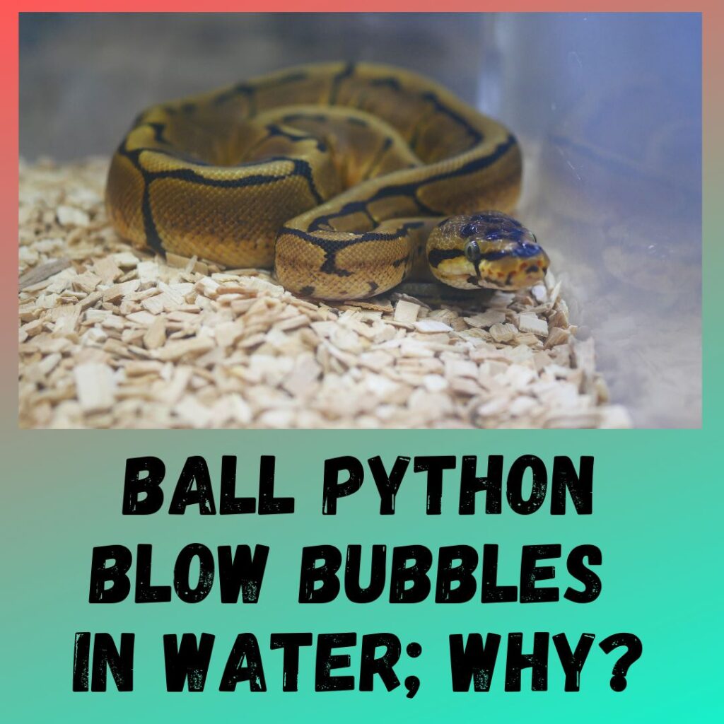 Ball Python Blow Bubbles In the water