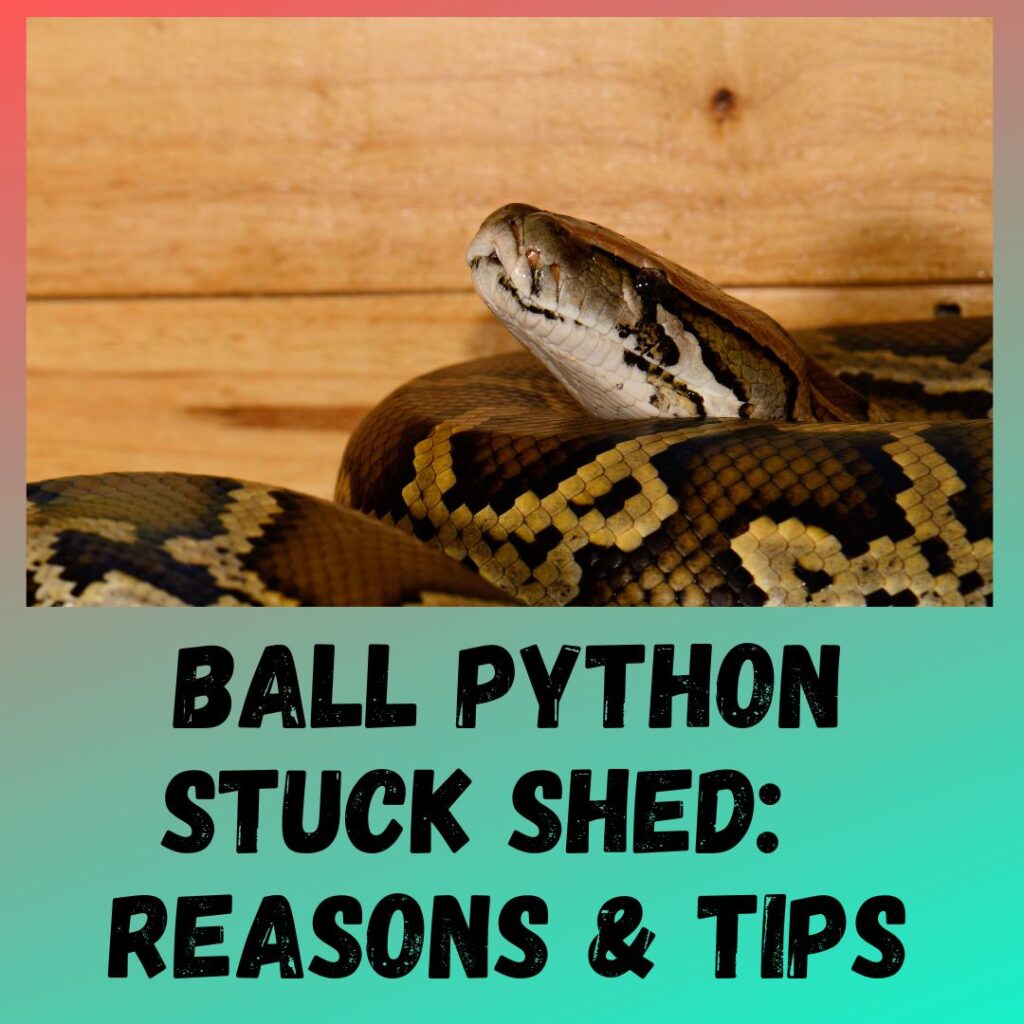 Ball Python Stuck Shed 5 Reasons and Remedies
