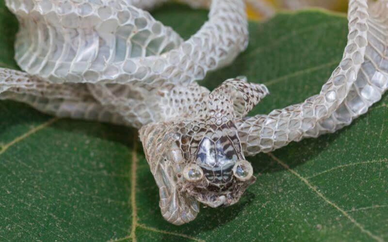 Ball Python Stuck Shed: 5 Reasons and Remedies