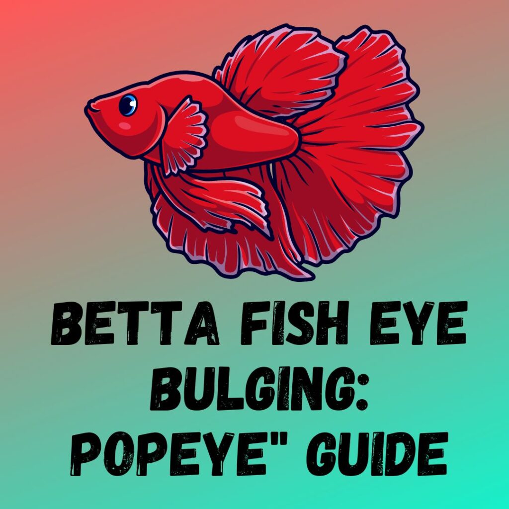 Betta Fish Eye Bulging: The "Betta Fish Popeye" Guide