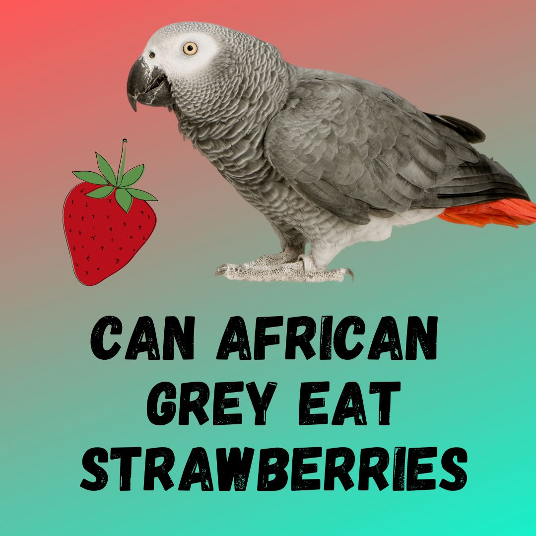 Can African Grey Eat Strawberries? [Why You Should Feed]