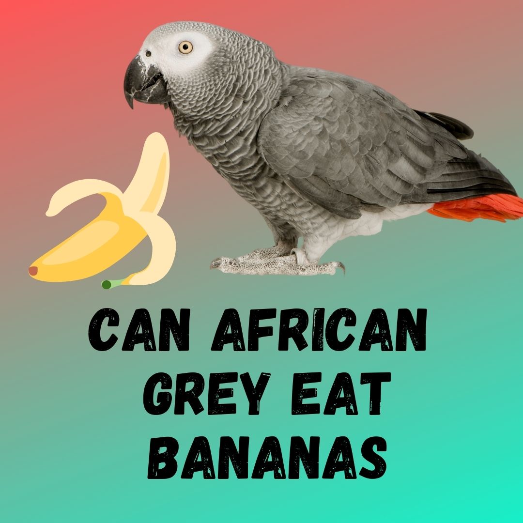 Can African Greys Eat Bananas [Feeding Guide]