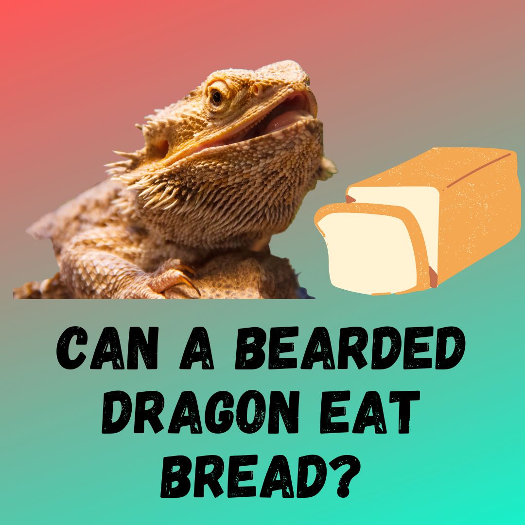 Can Bearded Dragon Eat Bread