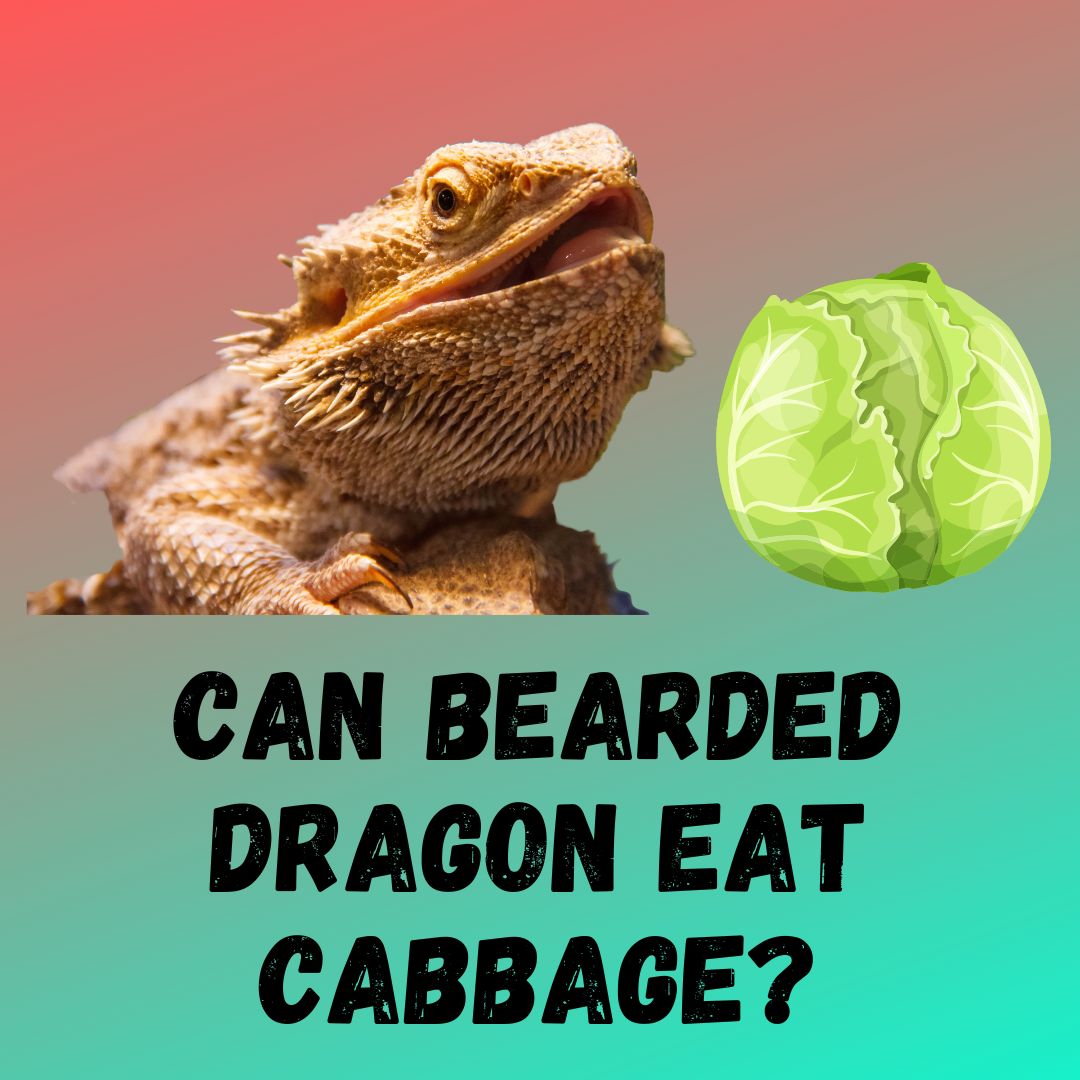 Can Bearded Dragons Eat Cabbage? [Red & Green]