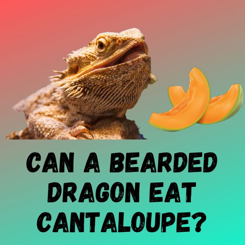 Can Bearded Dragon Eat Bread