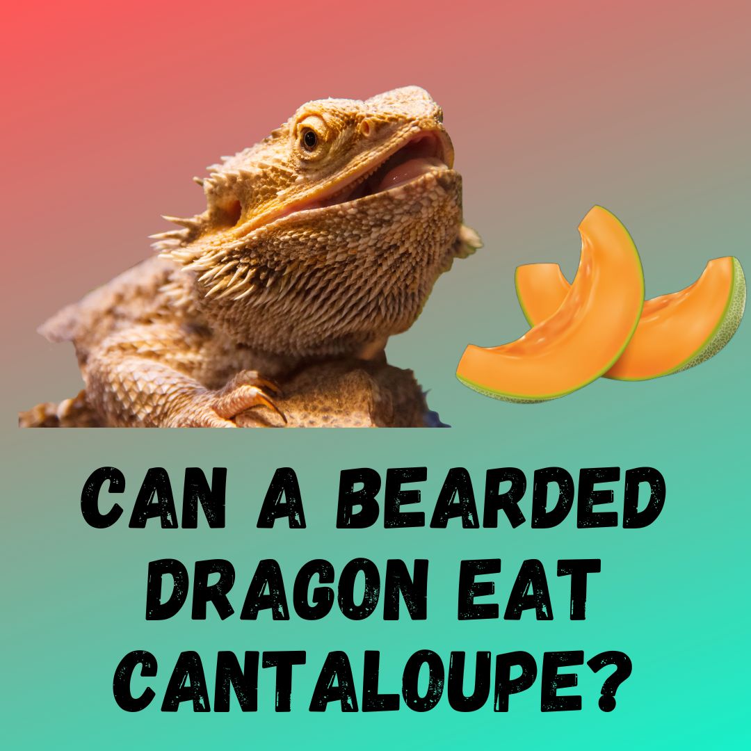 Can Bearded Dragons Eat Cantaloupe?