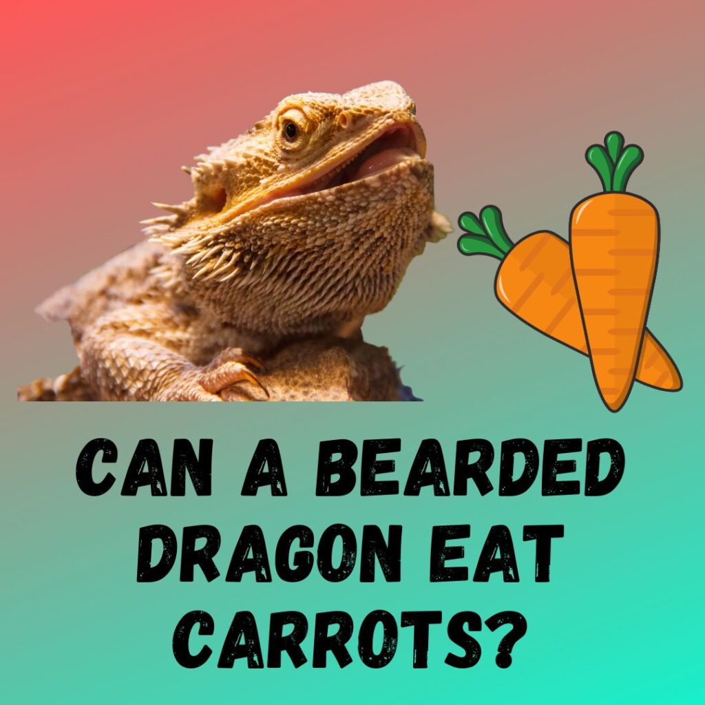 Can Bearded Dragon Eat Carrots