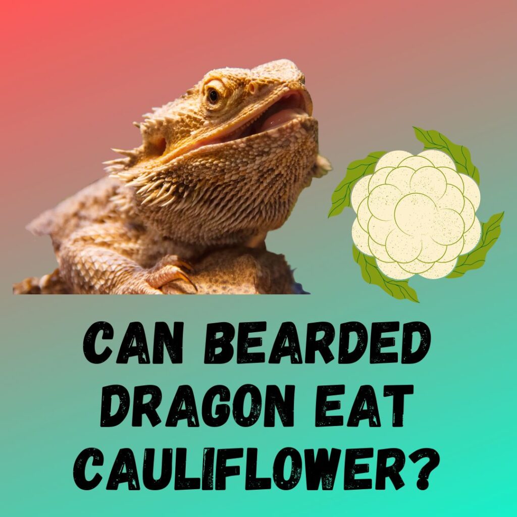 Can Bearded Dragon Eat Cauliflower