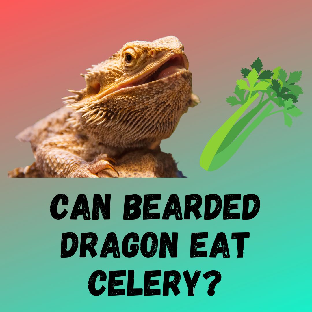Can Bearded Dragon Eat Celery? [Feeding Guide]