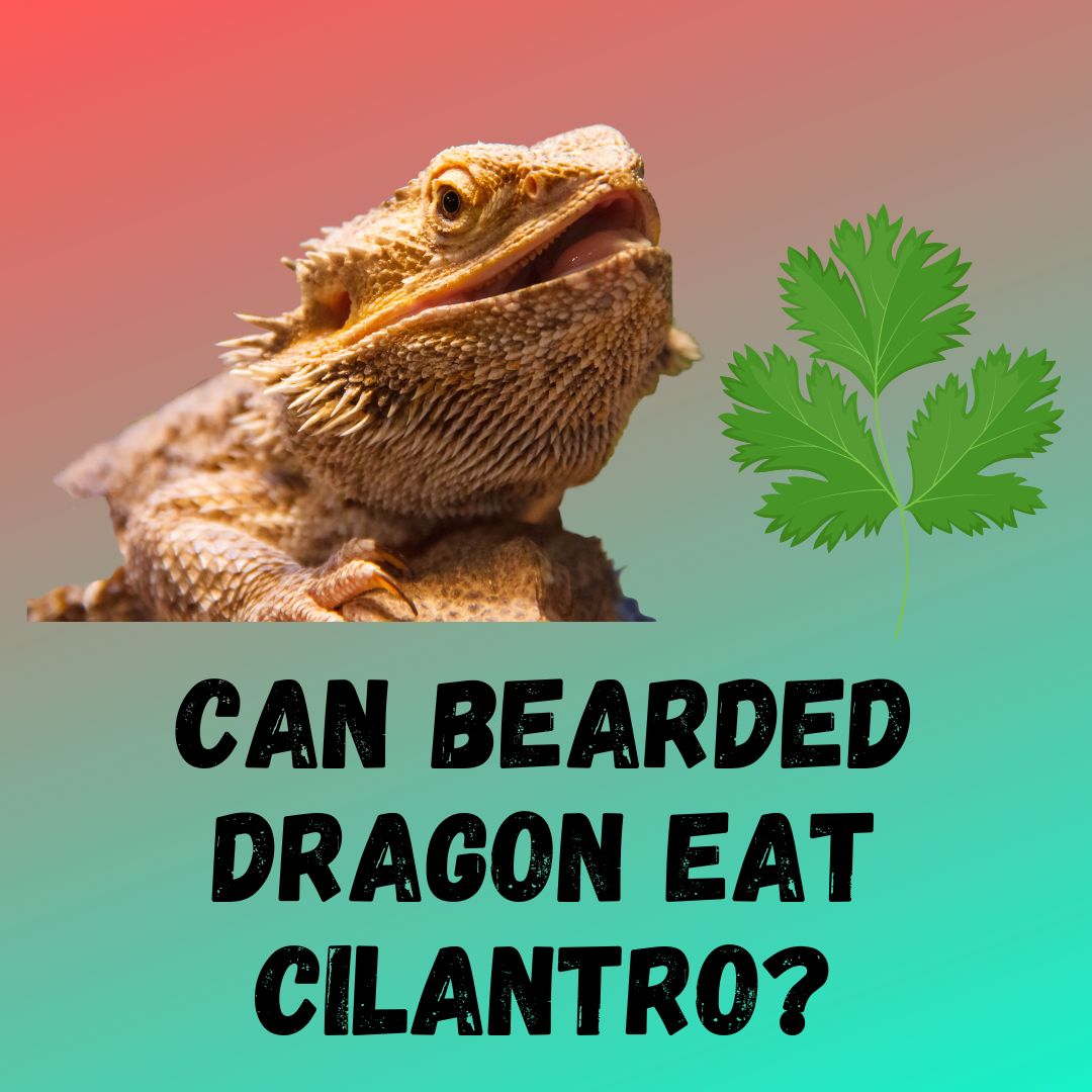 Can Bearded Dragons Eat Cilantro