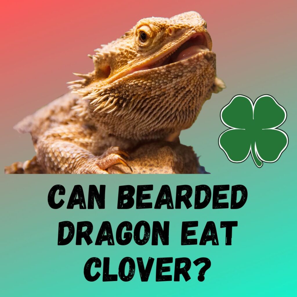 Can Bearded Dragon Eat Clover