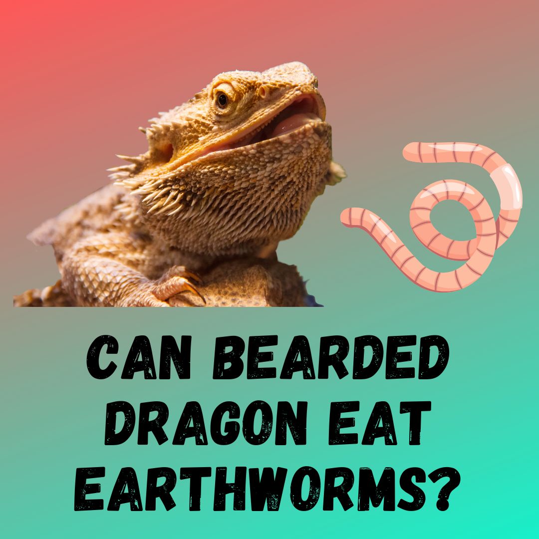 Can Bearded Dragons Eat Earthworms? [2 BENEFITS]