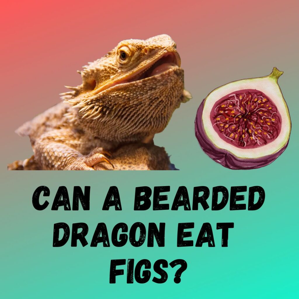 Can Bearded Dragon Eat Figs