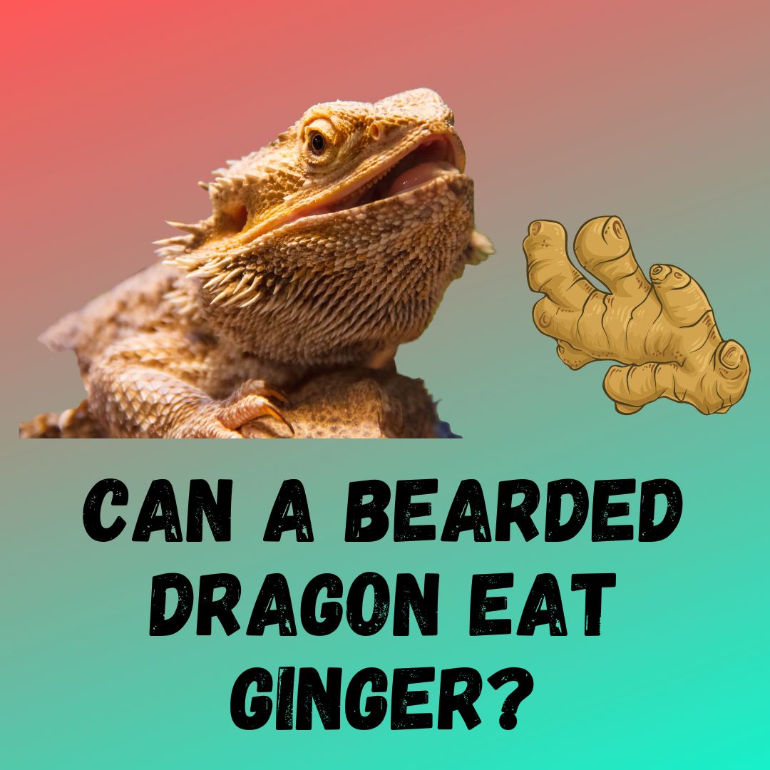 Can Bearded Dragon Eat Bread